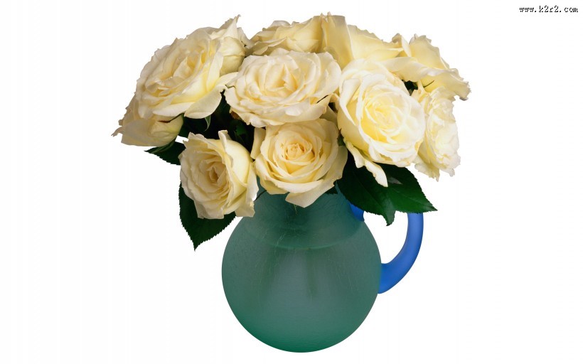 鲜艳欲滴的玫瑰图片