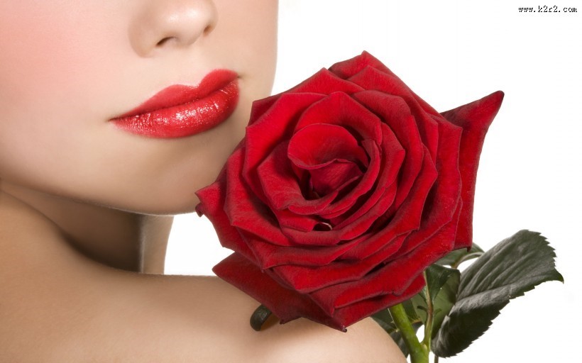 美丽动人的玫瑰花图片