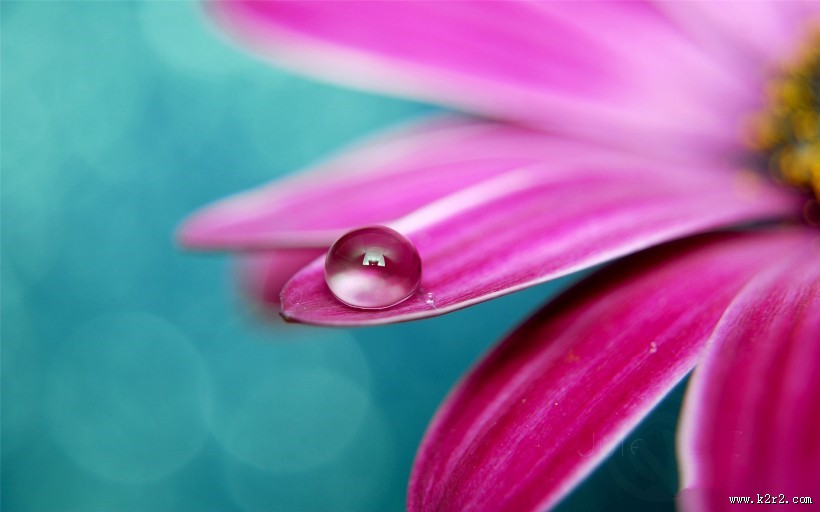 花瓣上的晶莹露珠图片