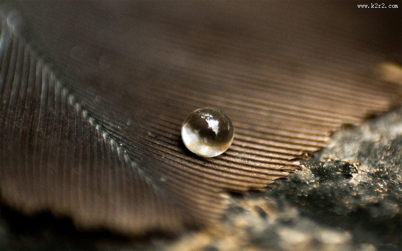 花瓣上的晶莹露珠图片