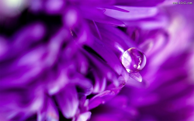 花瓣上流动的水珠宝石图片