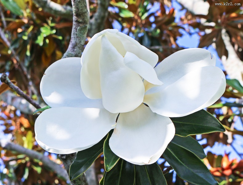 洁白如玉白玉兰图片