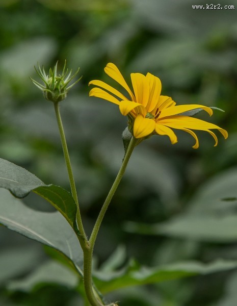 黄色洋姜花图片