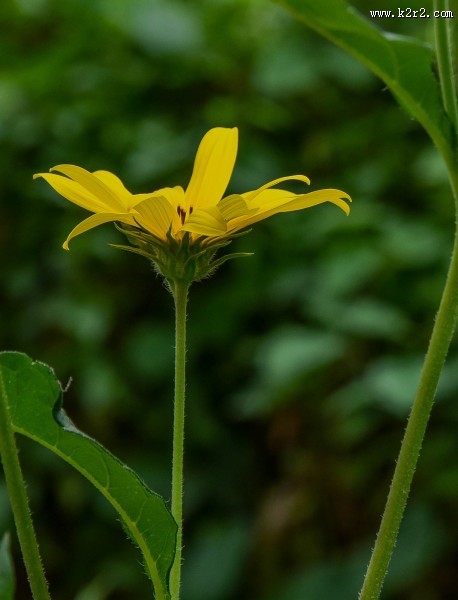 黄色洋姜花图片