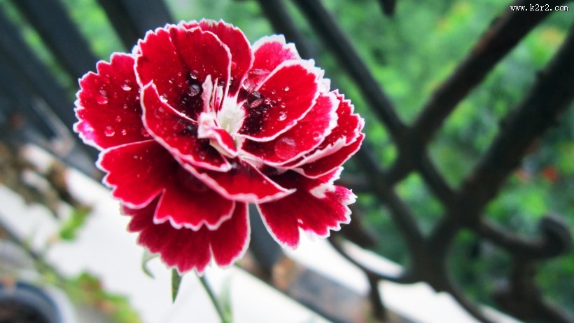 柔美多色康乃馨图片