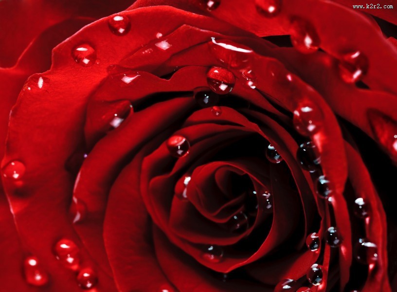 娇艳红色玫瑰花图片