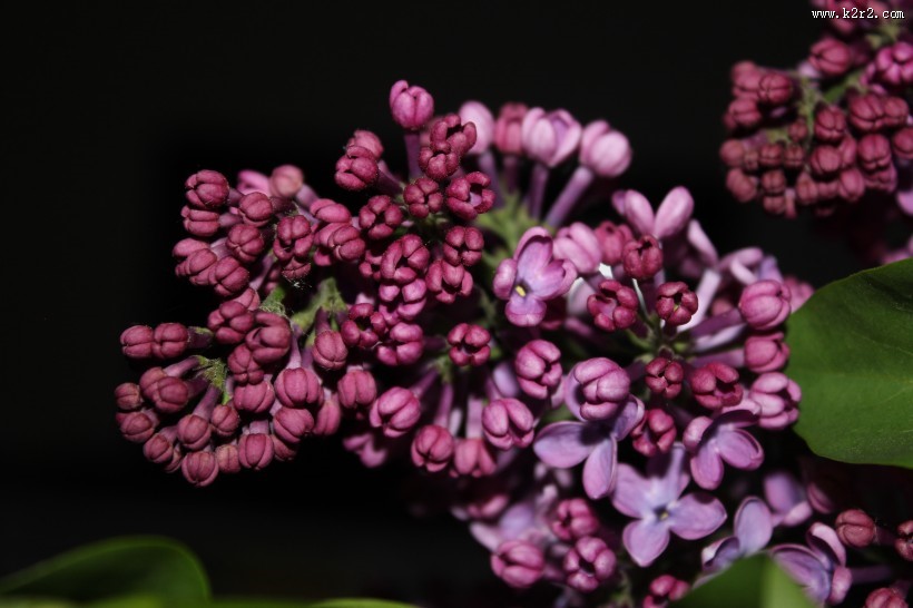 紫色丁香花图片