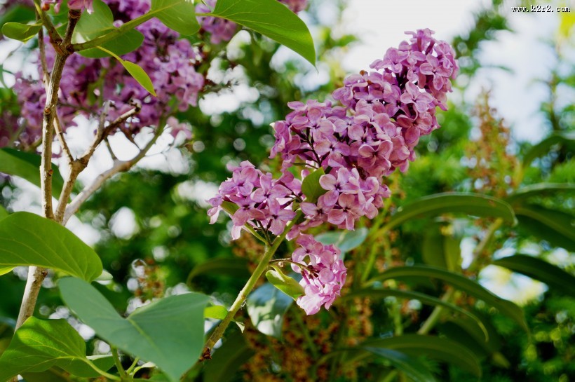 紫色丁香花图片