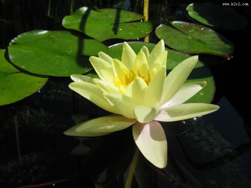 优雅睡莲图片