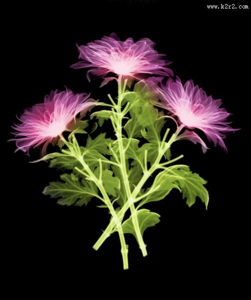 X射线下的植物图片