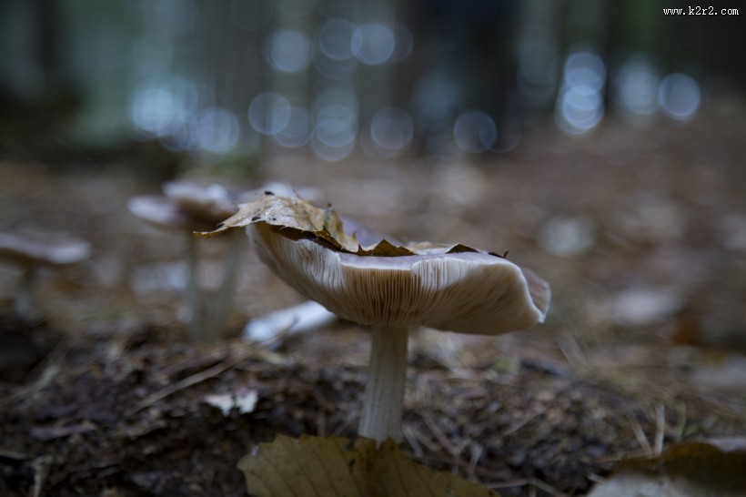 森林中的野生蘑菇图片大全