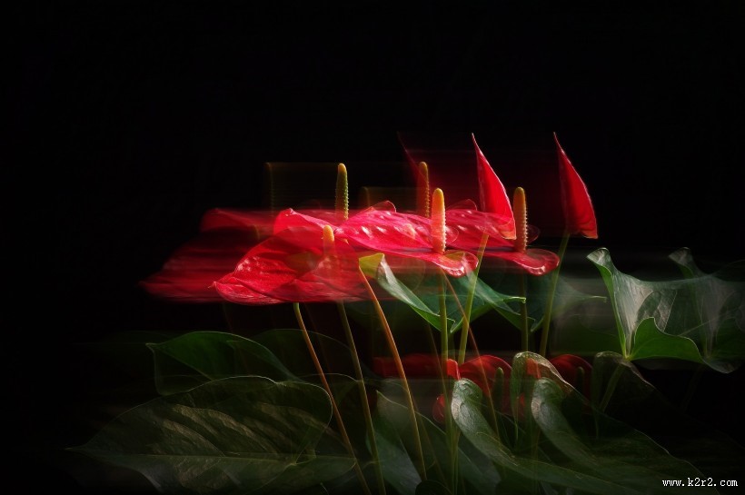 娇艳的红掌图片