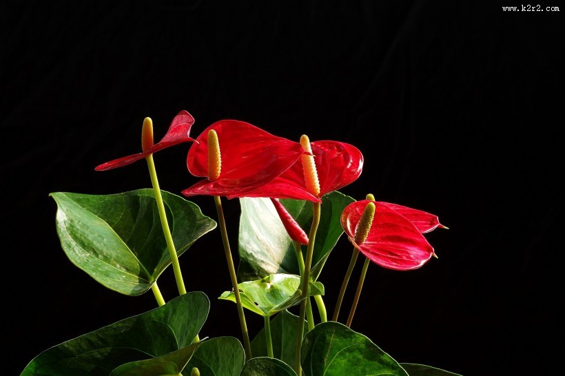 娇艳的红掌图片