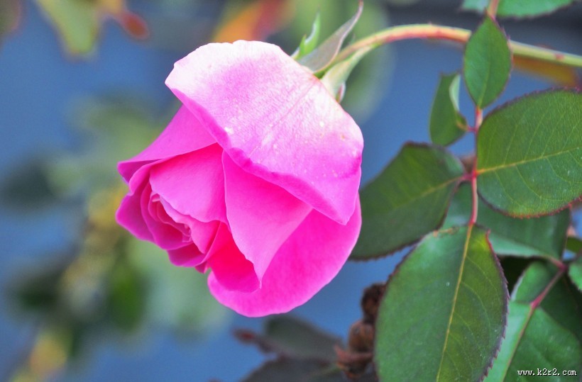 娇艳月季花图片大全