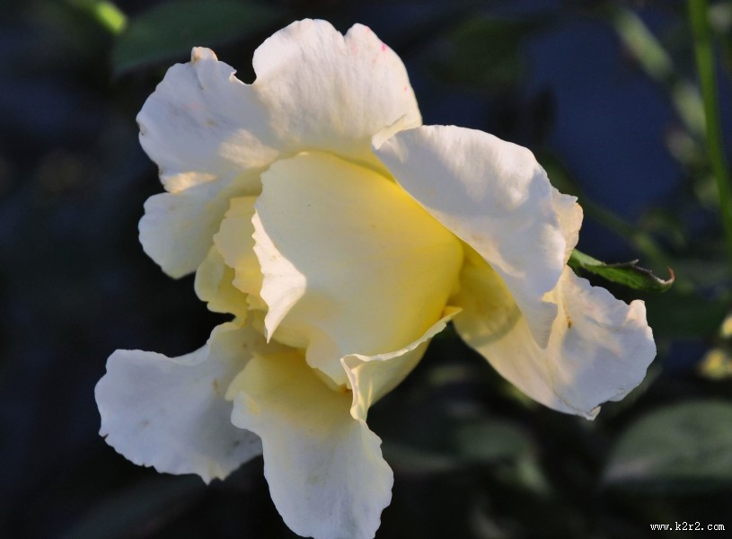 娇艳月季花图片大全