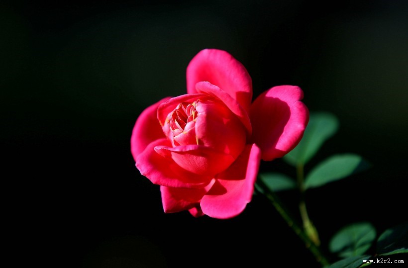 娇艳月季花图片大全