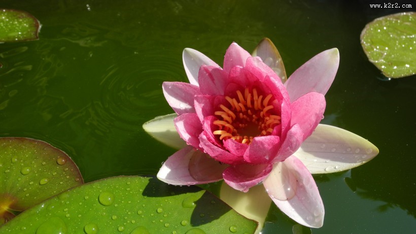 晨开午合的亮粉睡莲图片