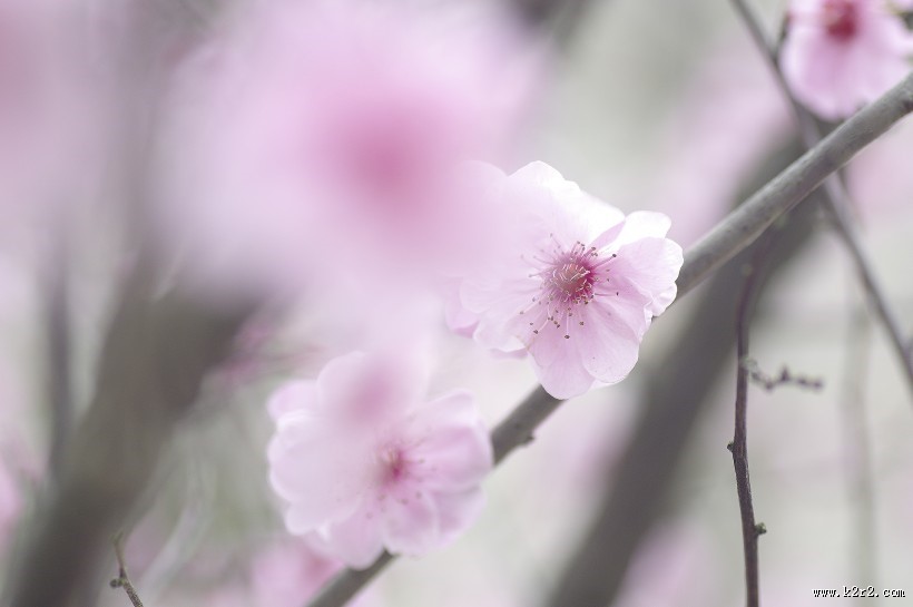 淡粉色梅花图片