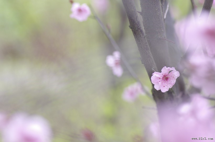 淡粉色梅花图片
