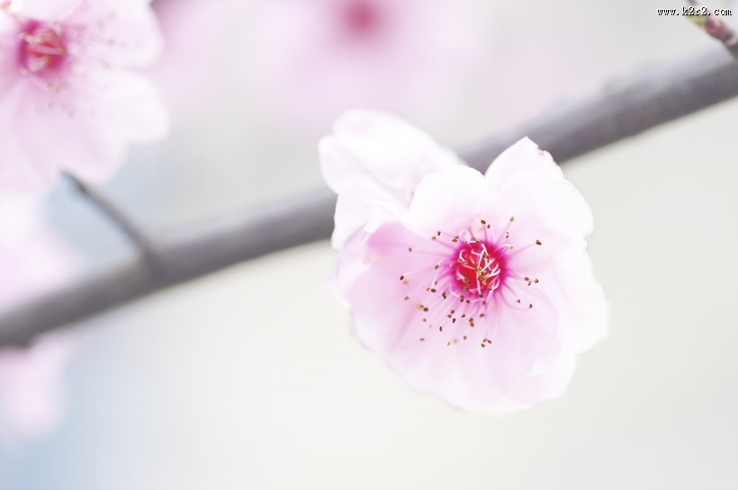 淡粉色梅花图片