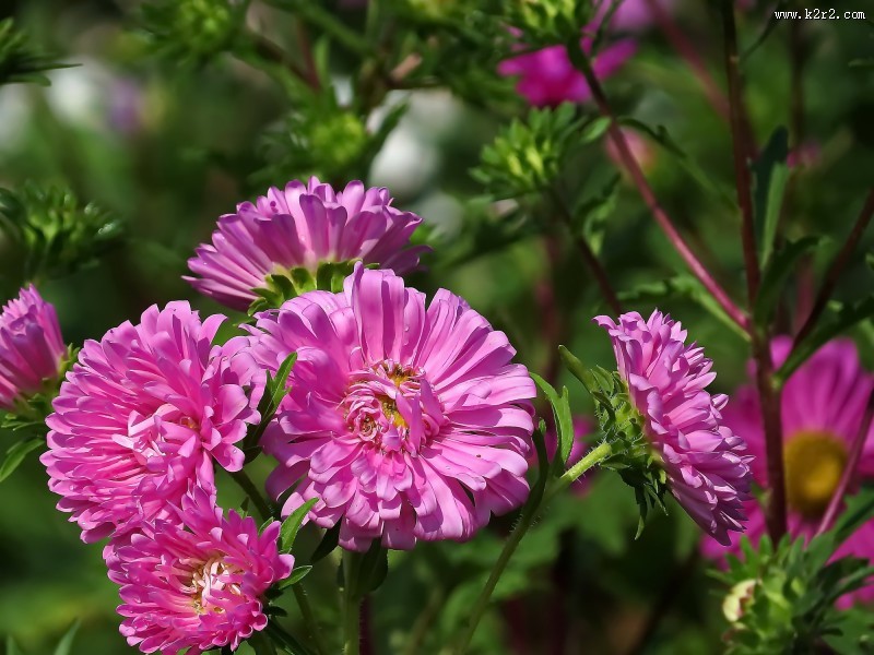 各种颜色的翠菊图片大全