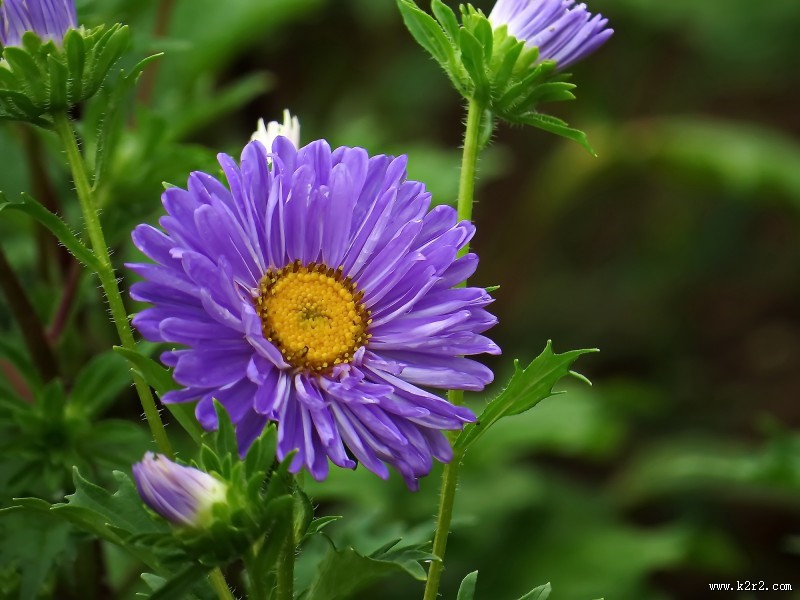 各种颜色的翠菊图片大全