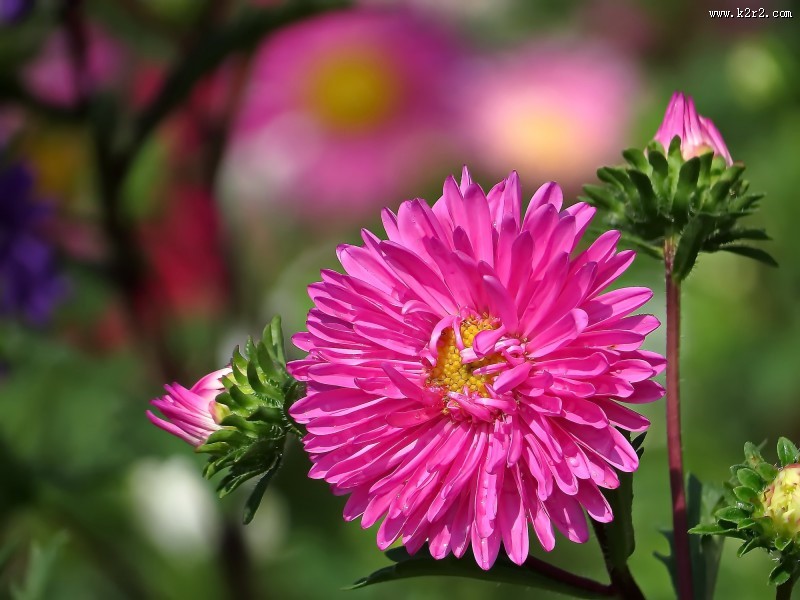 各种颜色的翠菊图片大全