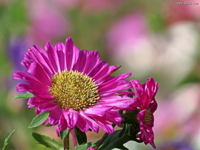 各种颜色的翠菊图片大全