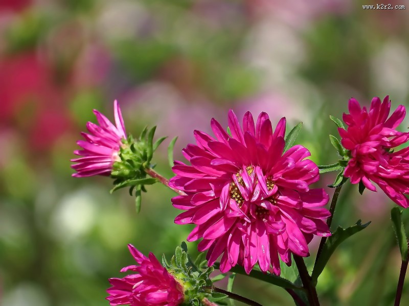 各种颜色的翠菊图片大全