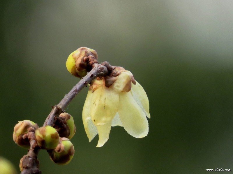 黄色的腊梅花图片大全