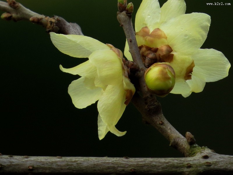 黄色的腊梅花图片大全