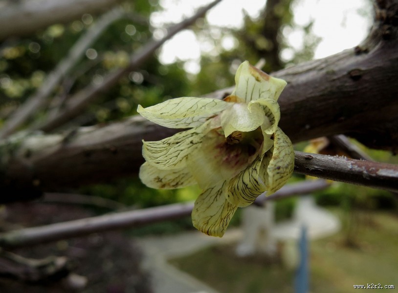 黄色的腊梅花图片大全