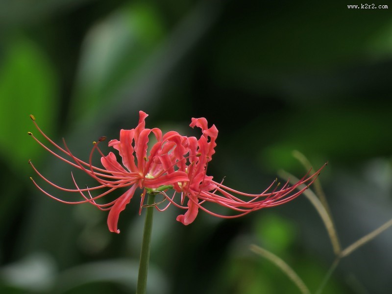 彼岸花图片