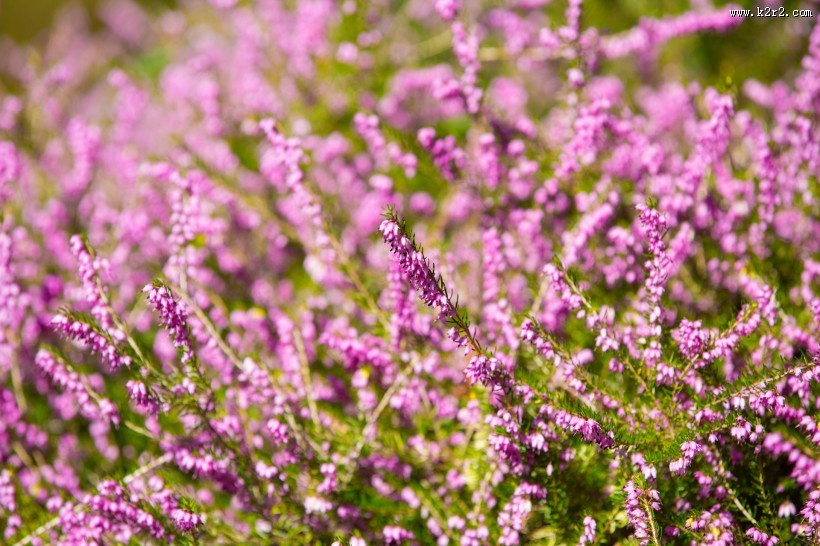 紫色石楠花图片