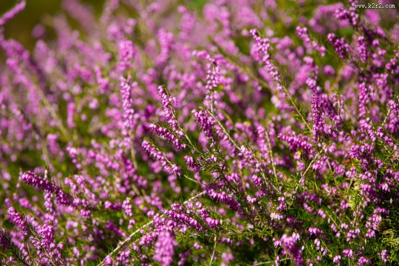 紫色石楠花图片