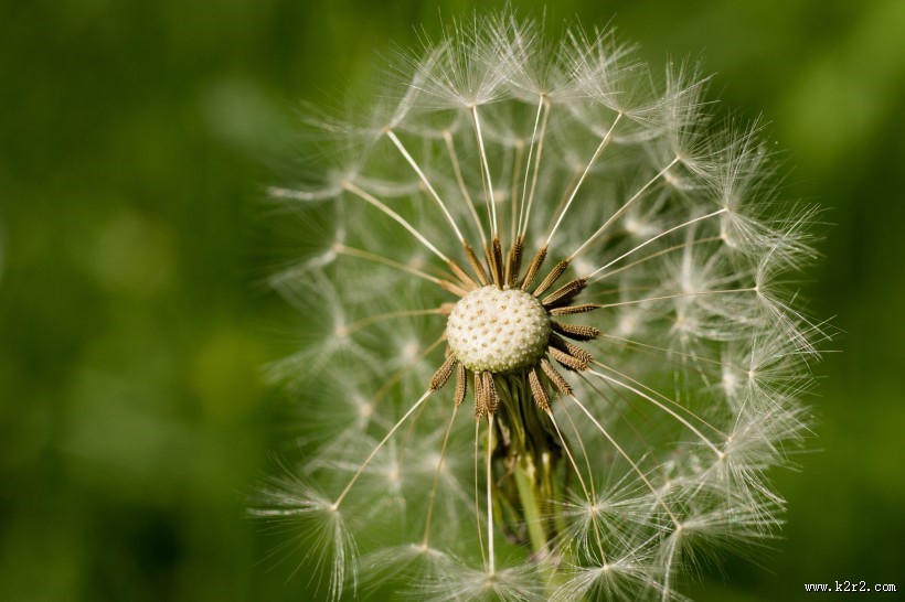 纷纷扬扬的蒲公英图片