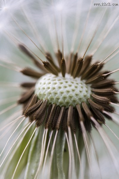 纷纷扬扬的蒲公英图片