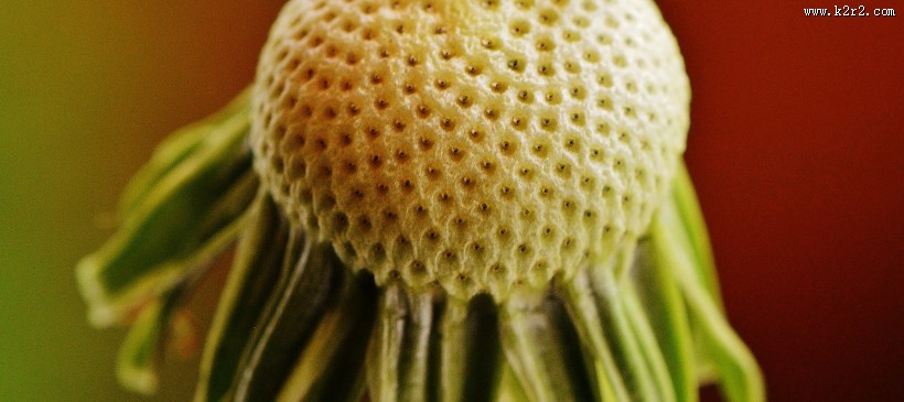 纷纷扬扬的蒲公英图片