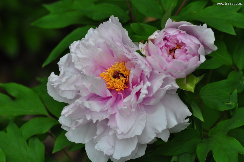 牡丹花图片大全