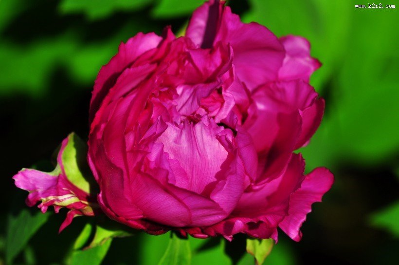 牡丹花图片大全