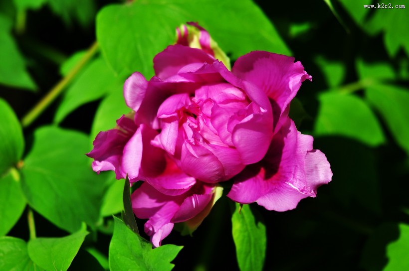 牡丹花图片大全