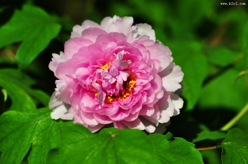 牡丹花图片大全