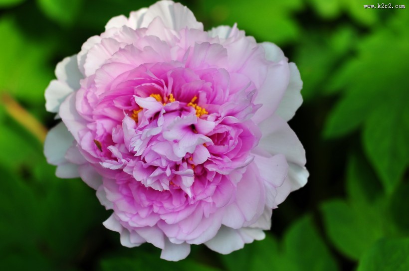 牡丹花图片大全