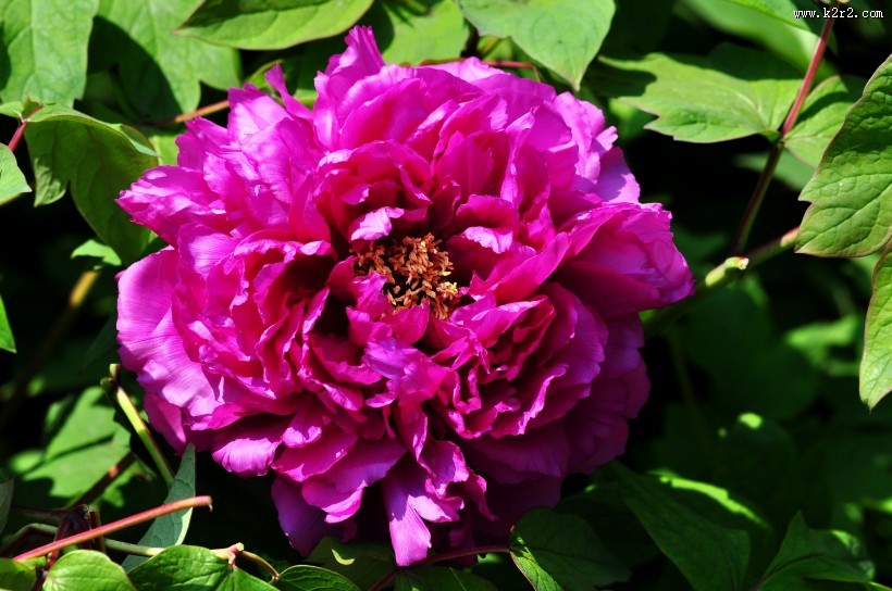 牡丹花图片大全