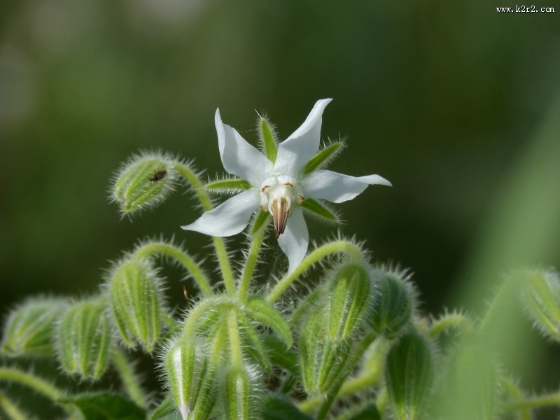 蓝紫色的琉璃苣图片