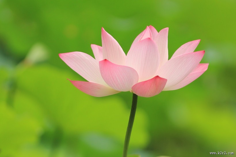 清香袭人的荷花图片