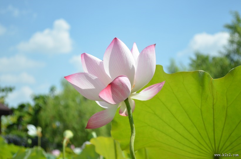 清香袭人的荷花图片