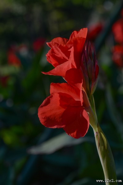 美人蕉图片大全