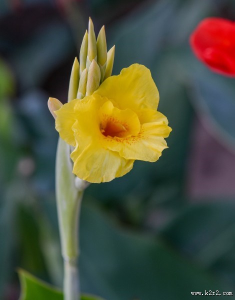 美人蕉图片大全