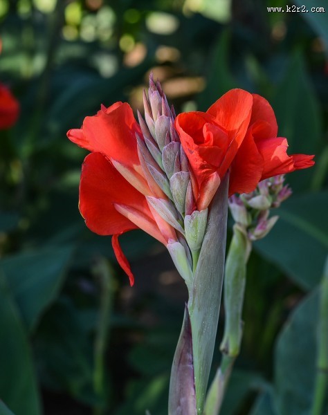 美人蕉图片大全